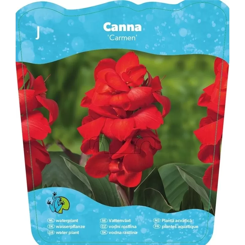 Canna Carmen F:Red L: green P18X18