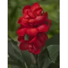 Canna Carmen F:Red L: green P18X18