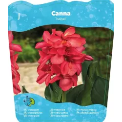 Canna Isabel F:Pink L: green P18X18