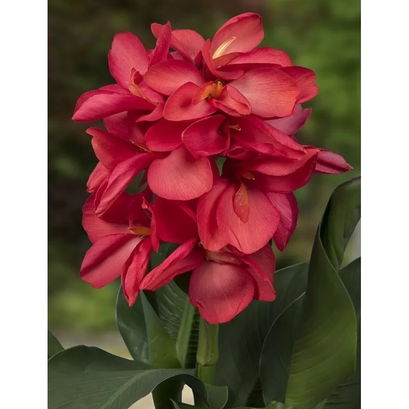 Canna Isabel F:Pink L: green P18X18