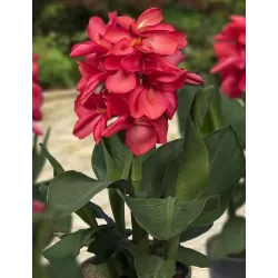 Canna Isabel F:Pink L: green P18X18