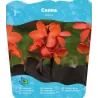 Canna Wilma F: Red/Salmon – L: dark P18X18