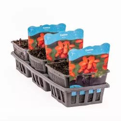 Canna Wilma F: Red/Salmon – L: dark P18X18