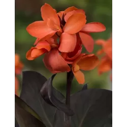 Canna Wilma F: Red/Salmon – L: dark P18X18