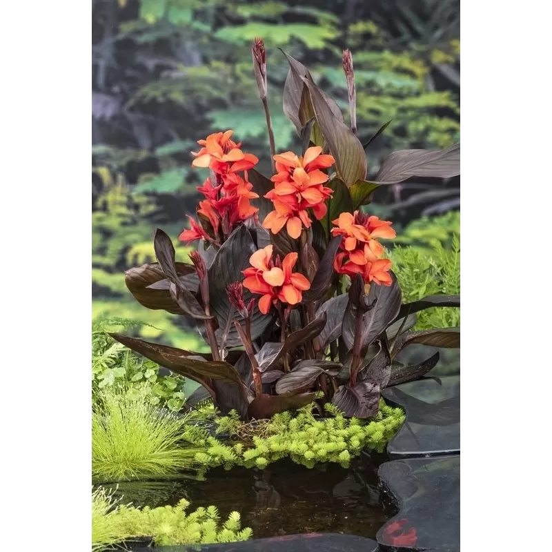 Canna Wilma F: Red/Salmon – L: dark P18X18