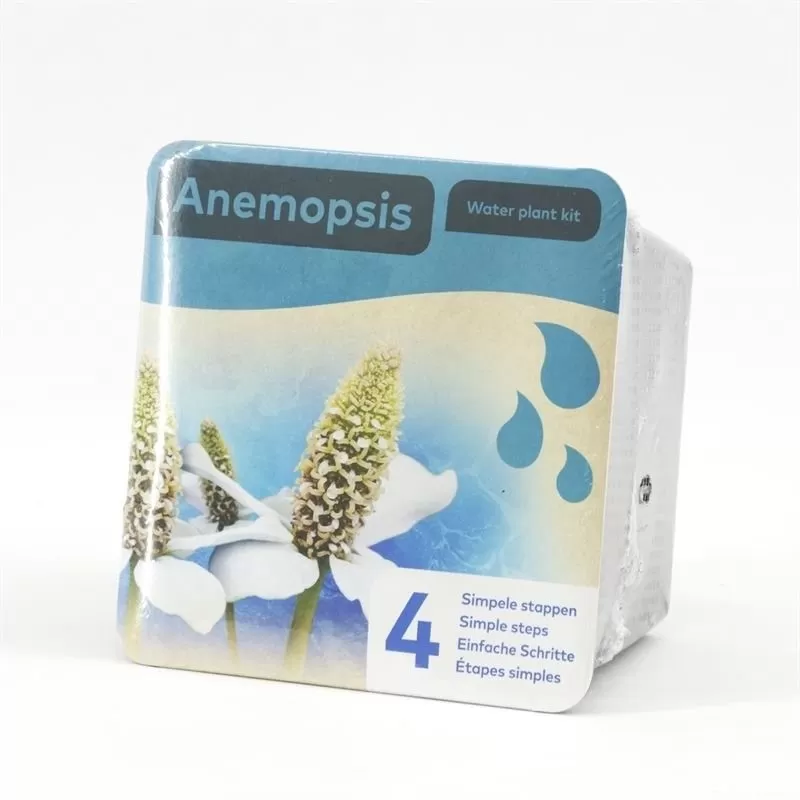 Dry pack waterpl Anemopsis