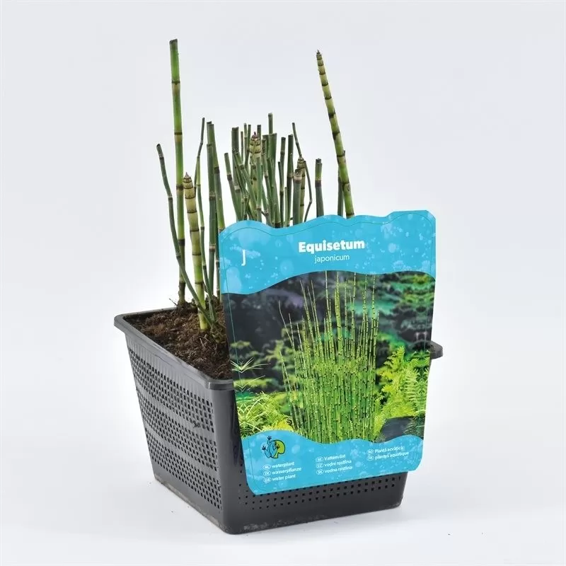 Equisetum japonica P18X18