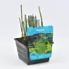 Equisetum japonica P18X18