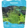 Equisetum japonica P18X18