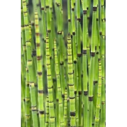 Equisetum japonica P18X18