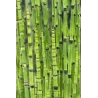 Equisetum japonica P18X18