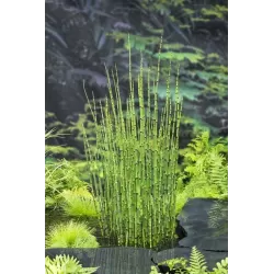 Equisetum japonica P18X18