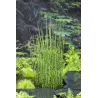 Equisetum japonica P18X18