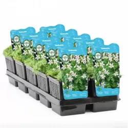 Hottonia palustris P11X11