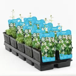 Hottonia palustris P11X11