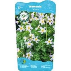 Hottonia palustris P11X11