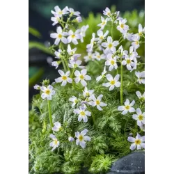 Hottonia palustris P11X11