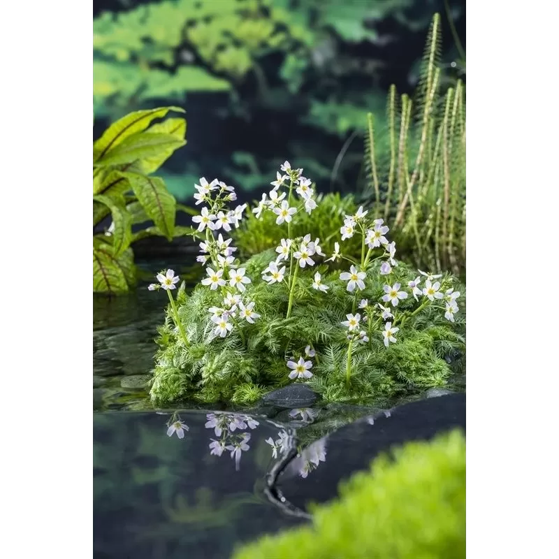 Hottonia palustris P11X11