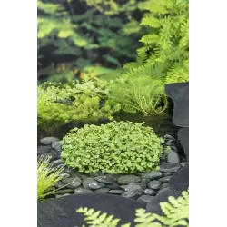Hydrocotyle nova-zealandiae P11X11