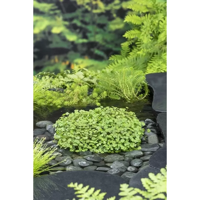 Hydrocotyle nova-zealandiae P11X11