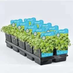 Hydrocotyle sib. Variegata P11X11