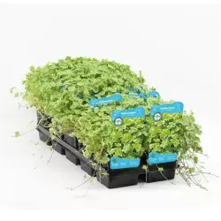 Hydrocotyle sib. Variegata P11X11