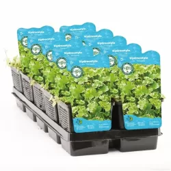 Hydrocotyle sib. Variegata P11X11