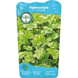 Hydrocotyle sib. Variegata P11X11