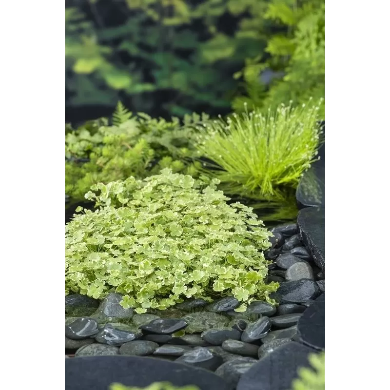 Hydrocotyle sib. Variegata P11X11