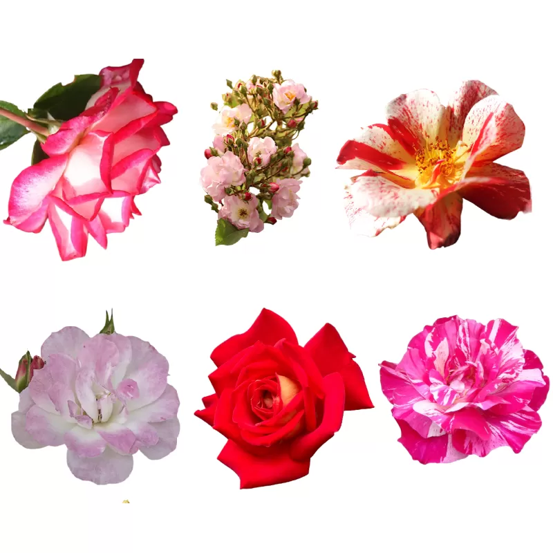 Japanese roses collection