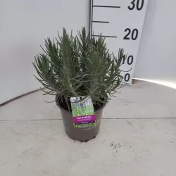 Lavandula angustifolia MUNSTEAD