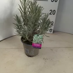 Tikroji levanda baltažiedė forma - Lavandula angustifolia Ellagance Ice (ALBA