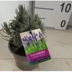 Tikroji levanda - Lavandula angustifolia