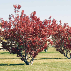 Ginalinis klevas internetu