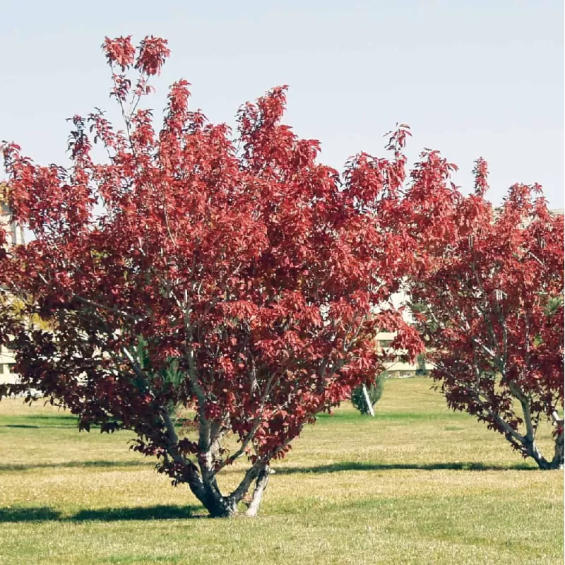 Ginalinis klevas internetu