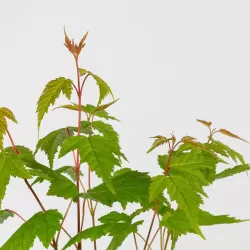 Ginalinis klevas internetu