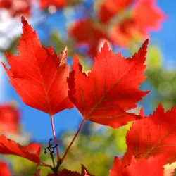 Ginalinis klevas internetu