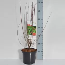 Ginalinis klevas internetu