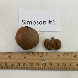 Riešutmedžiai internetu