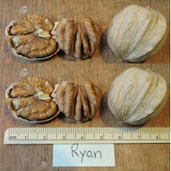 Baltoji karija - Carya ovata RYAN