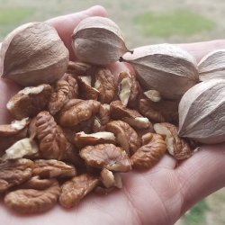 Riešutmedžiai internetu