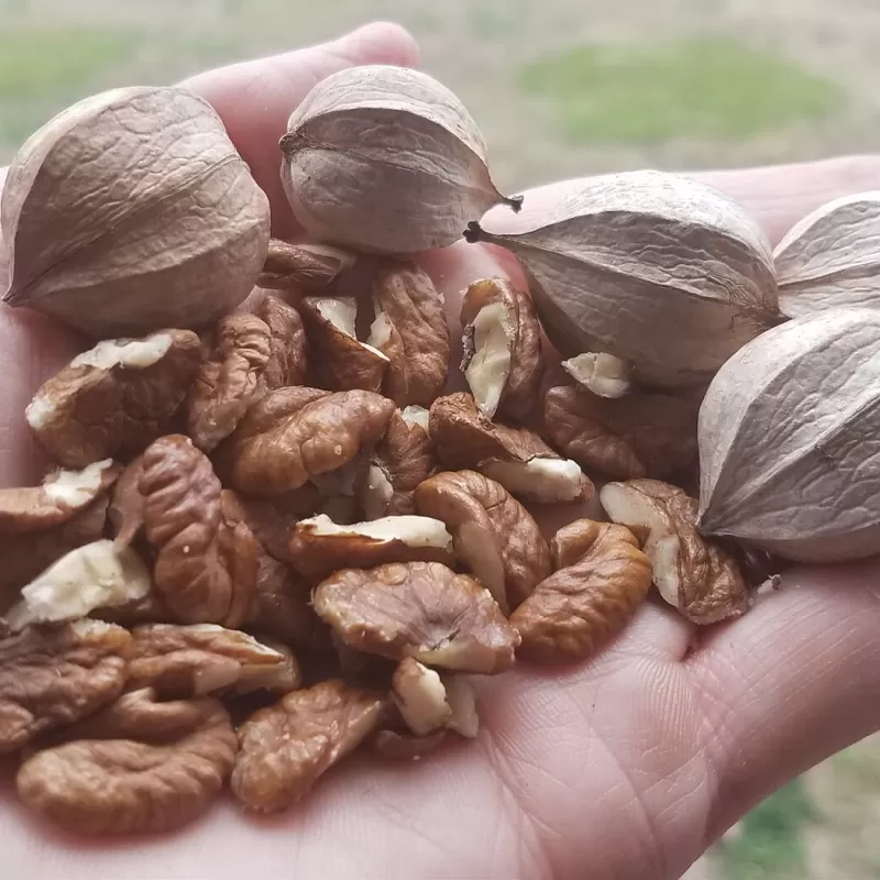 Baltoji karija - Carya ovata GLOVER