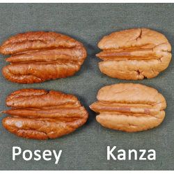 Pekano riešutmedis - Carya illinoinensis POSEY