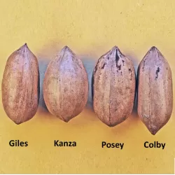 Pekano riešutmedis - Carya illinoinensis POSEY