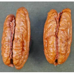 Pekano riešutmedis - Carya illinoinensis POSEY