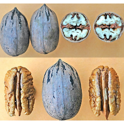 Pekano riešutmedis - Carya illinoinensis WITTE