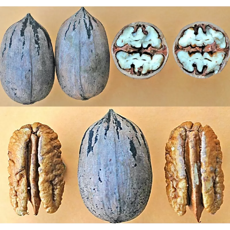 Pekano riešutmedis - Carya illinoinensis WITTE