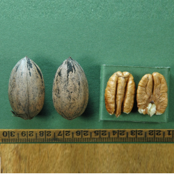 Pekano riešutmedis - Carya illinoinensis HENNING