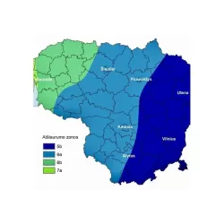 Pekano riešutmedis - Carya illinoinensis NORTON