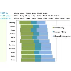 Pekano riešutmedis - Carya illinoinensis POSEY